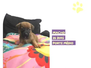 Cachorro raça SRD-ViraLata idade Abaixo de 2 meses nome Matteo
