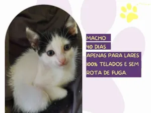 Gato raça SRD-ViraLata idade Abaixo de 2 meses nome Simon
