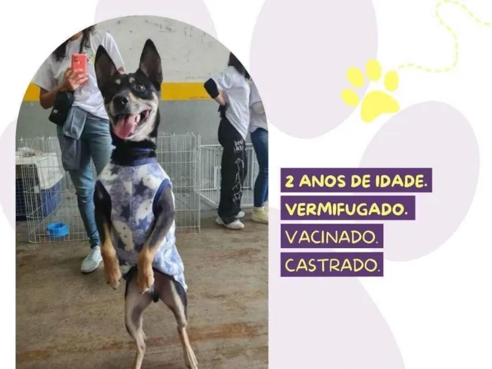 Cachorro ra a SRD-ViraLata idade 2 anos nome Stark