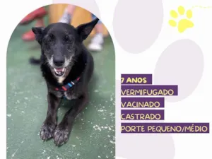 Cachorro raça SRD-ViraLata idade 6 ou mais anos nome Tobias