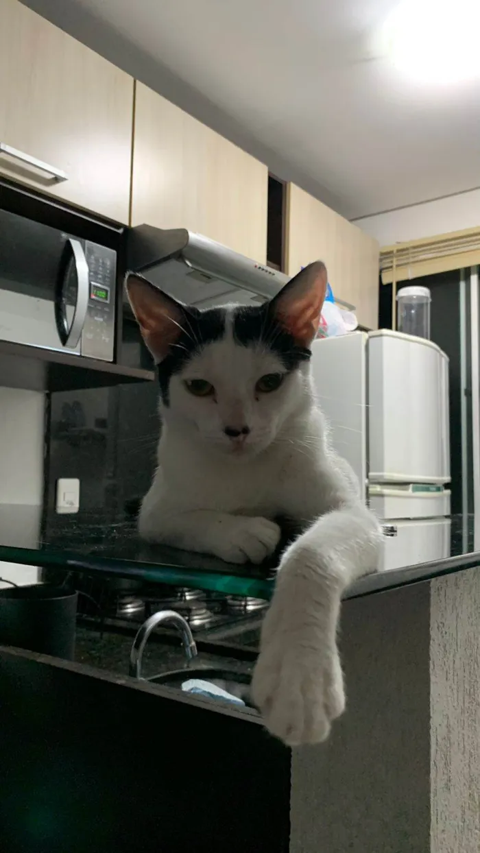 Gato ra a Sem raça idade 7 a 11 meses nome Sem nome 