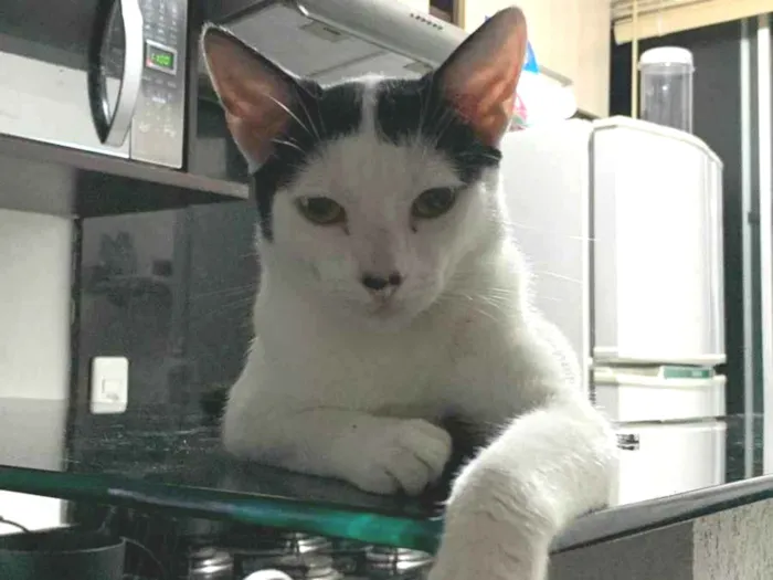 Gato ra a Sem raça idade 7 a 11 meses nome Sem nome 