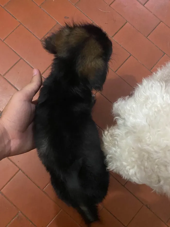 Cachorro ra a SRD-ViraLata idade 2 a 6 meses nome Luna