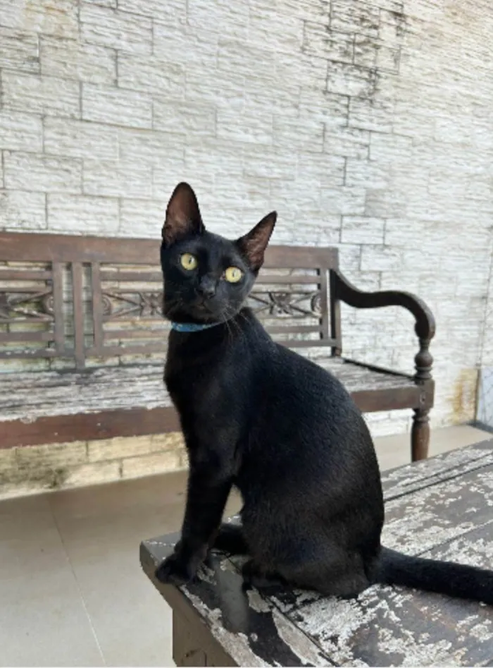 Gato ra a srd idade 7 a 11 meses nome WILL