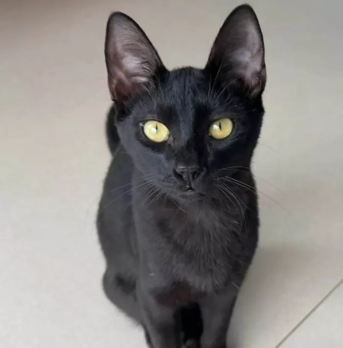 Gato ra a srd idade 7 a 11 meses nome WILL