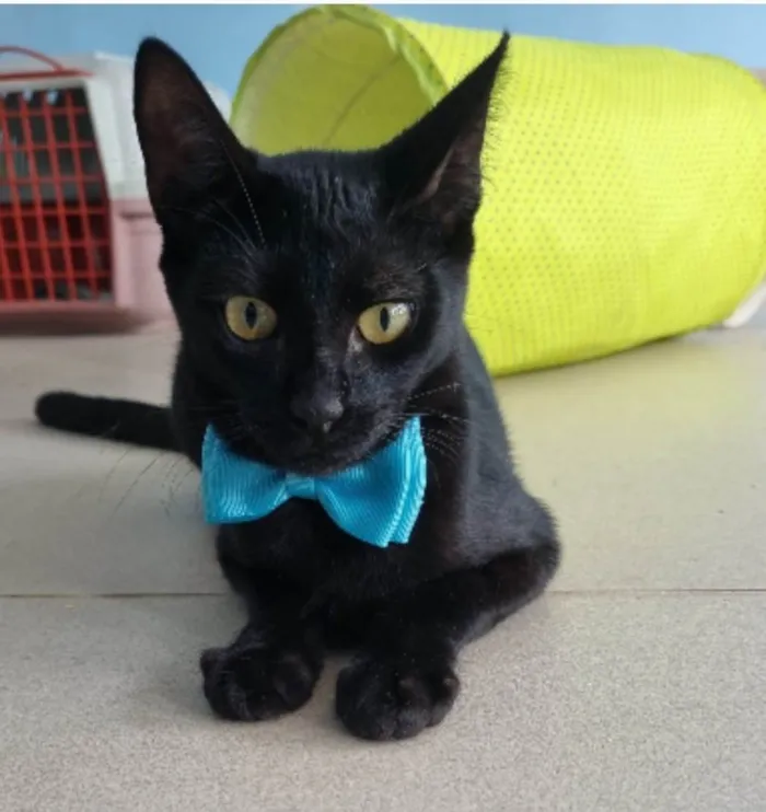 Gato ra a srd idade 7 a 11 meses nome WILL