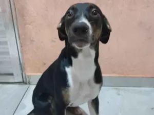 Cachorro raça Vira lata/Pitbull  idade 7 a 11 meses nome Amora