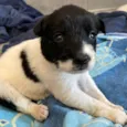 Bebês 