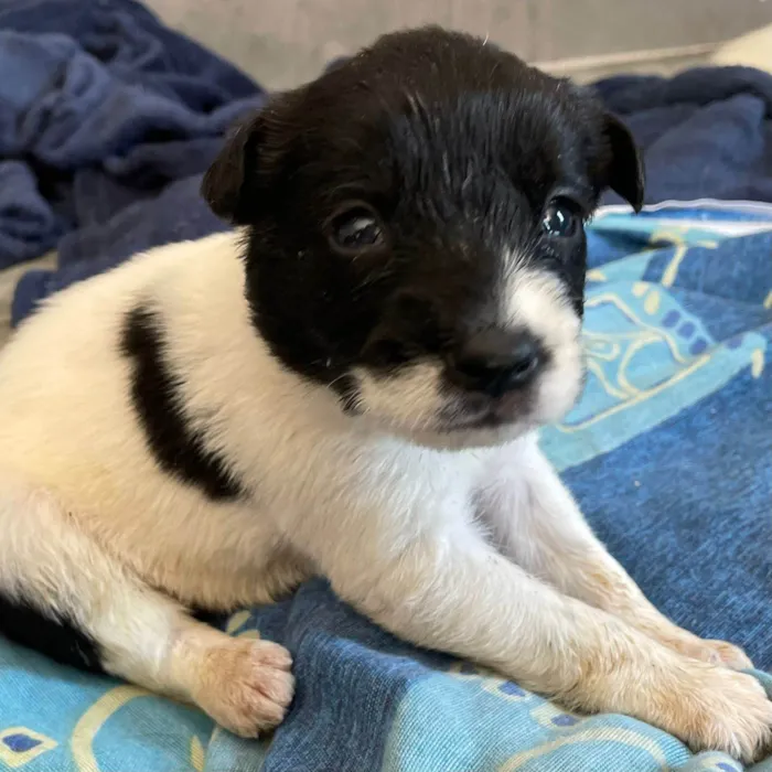 Cachorro ra a SRD-ViraLata idade 2 a 6 meses nome Bebês 