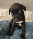Bebês 