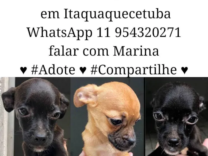 Cachorro ra a  idade  nome Doguinhos 