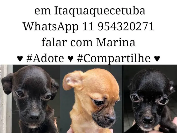 Cachorro ra a  idade  nome Doguinhos 