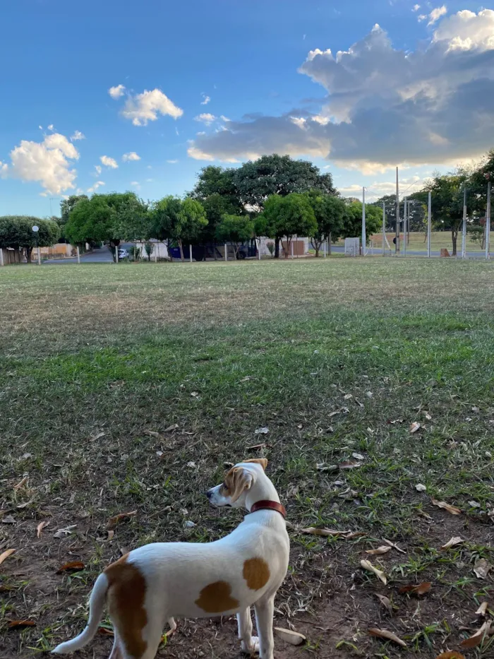 Cachorro ra a Vira lata idade 7 a 11 meses nome Zoe
