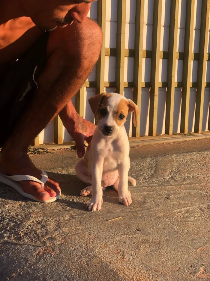 Cachorro ra a Vira lata idade 7 a 11 meses nome Zoe