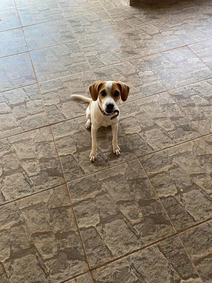 Cachorro ra a Vira lata idade 7 a 11 meses nome Zoe