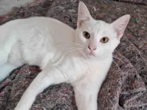Gato raça SRD-ViraLata idade 2 a 6 meses nome Branca