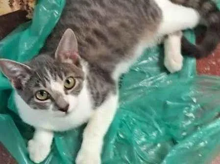 Gato ra a SRD-ViraLata idade 2 a 6 meses nome Tigrinho