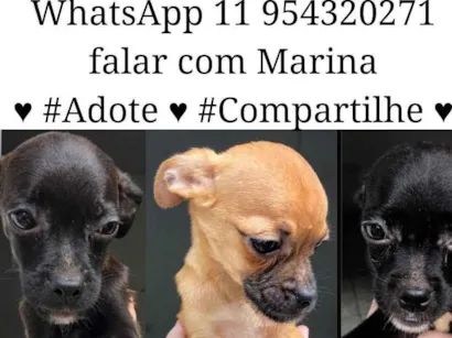 Cachorro raça  idade  nome Doguinhos 