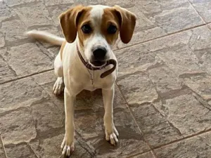 Cachorro raça Vira lata idade 7 a 11 meses nome Zoe