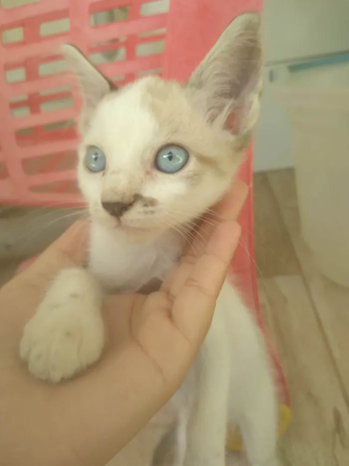 Gato ra a Siamês idade Abaixo de 2 meses nome Sem nome 