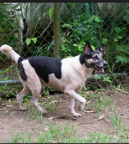 Cachorro ra a SRD-ViraLata idade 5 anos nome Dico