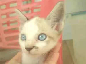 Gato raça Siamês idade Abaixo de 2 meses nome Sem nome 