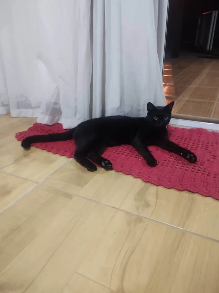 Gato ra a SRD-ViraLata idade 1 ano nome Jabuticaba