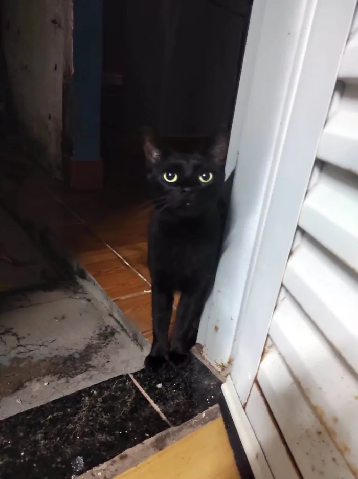 Gato ra a SRD-ViraLata idade 1 ano nome Jabuticaba