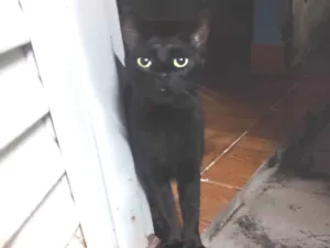 Gato raça SRD-ViraLata idade 1 ano nome Jabuticaba