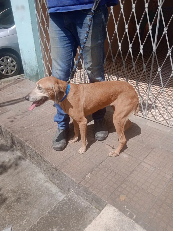 Cachorro ra a SRD-ViraLata idade 4 anos nome Caramela