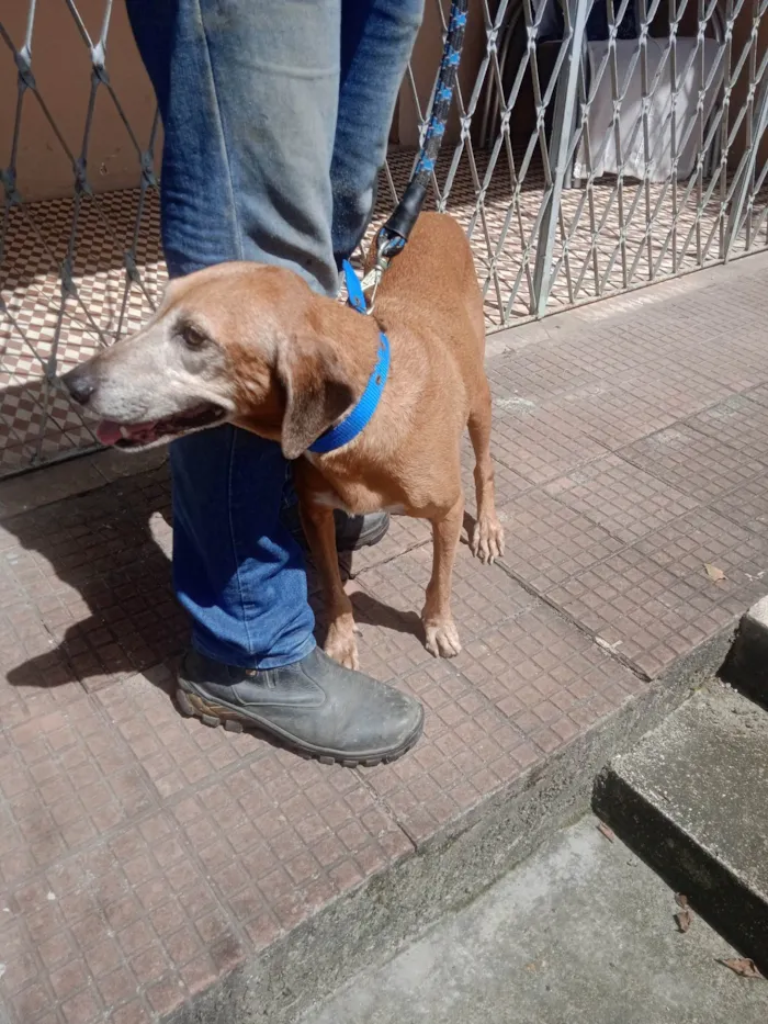 Cachorro ra a SRD-ViraLata idade 4 anos nome Caramela