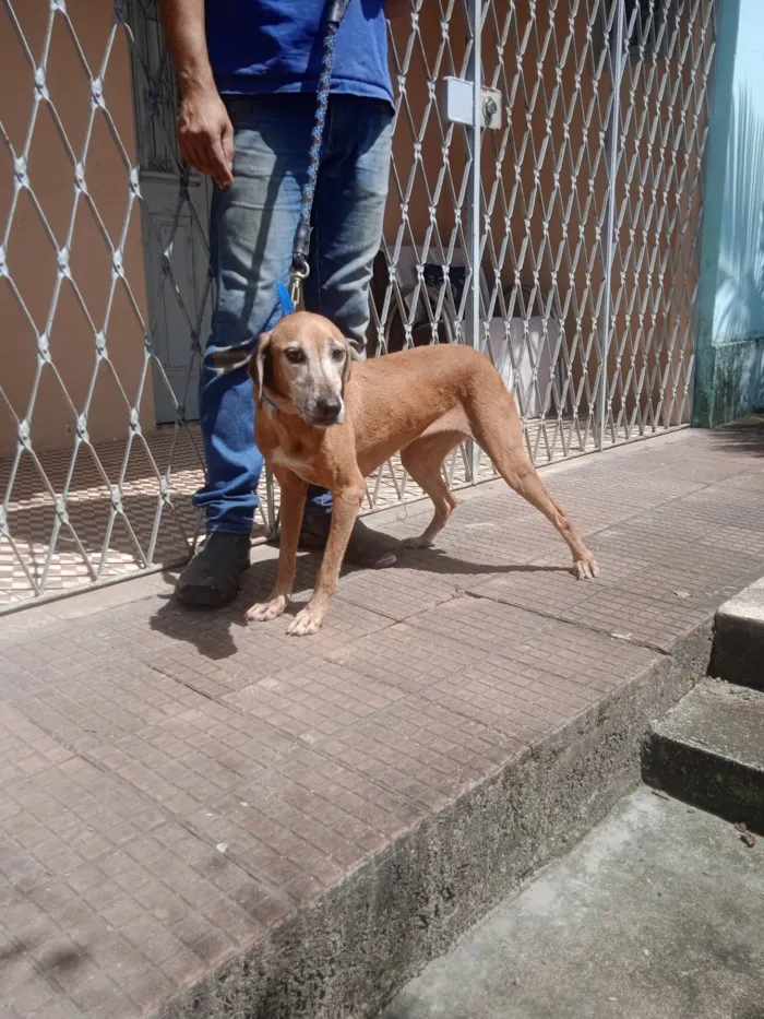 Cachorro ra a SRD-ViraLata idade 4 anos nome Caramela