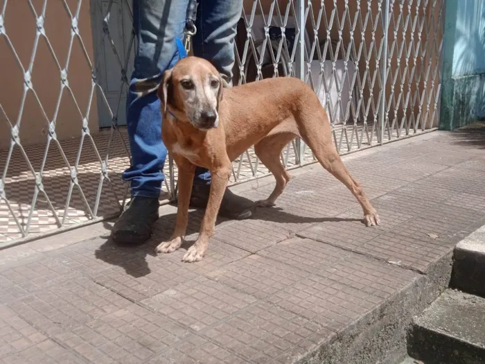 Cachorro ra a SRD-ViraLata idade 4 anos nome Caramela