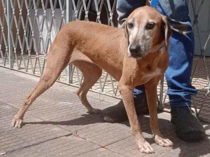 Cachorro ra a SRD-ViraLata idade 4 anos nome Caramela