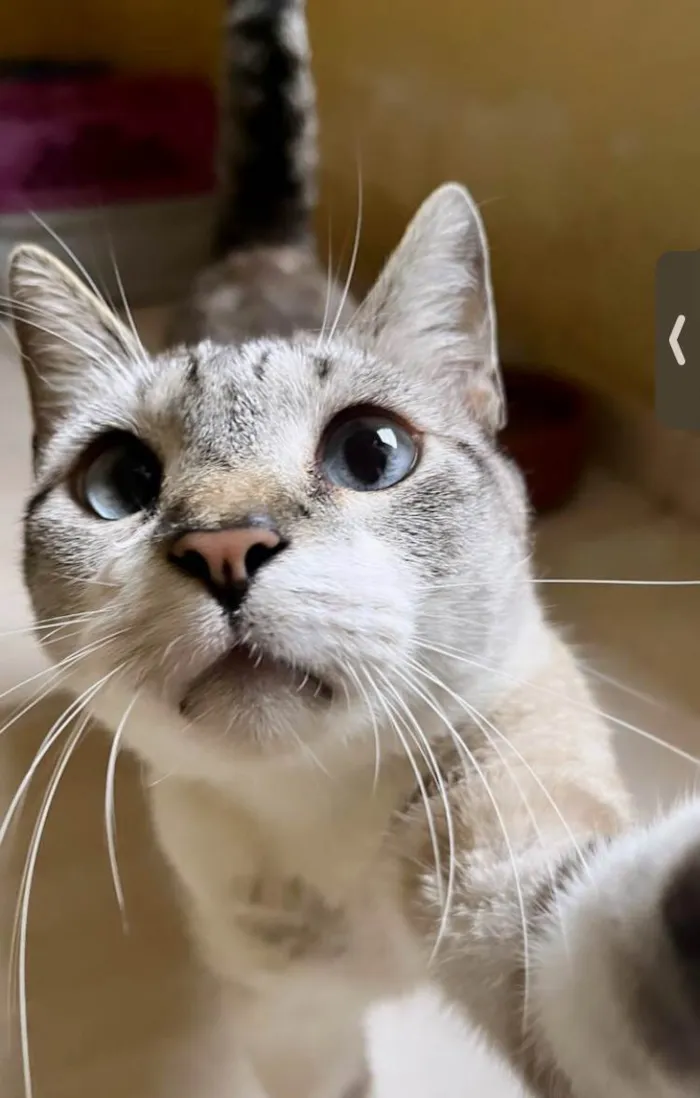 Gato ra a SRD-ViraLata idade 7 a 11 meses nome Oliver 11meses lindo e carinhoso