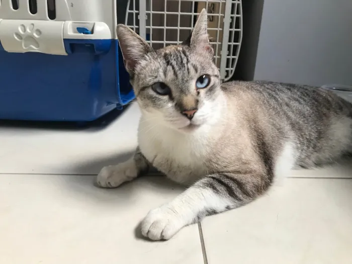 Gato ra a SRD-ViraLata idade 7 a 11 meses nome Oliver 11meses lindo e carinhoso