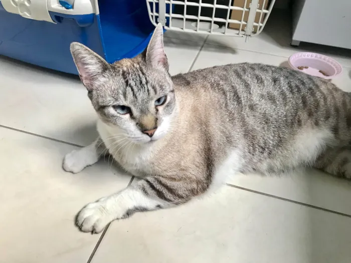 Gato ra a SRD-ViraLata idade 7 a 11 meses nome Oliver 11meses lindo e carinhoso