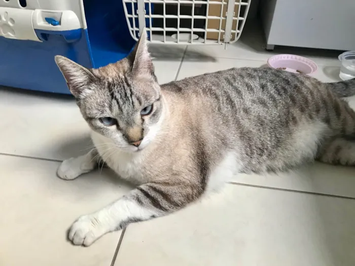 Gato ra a SRD-ViraLata idade 7 a 11 meses nome Oliver 11meses lindo e carinhoso