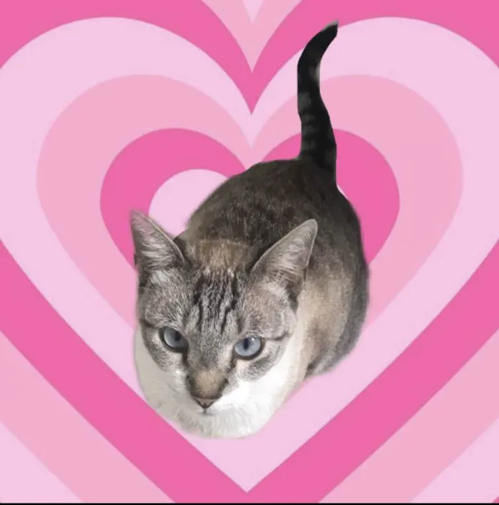 Gato ra a SRD-ViraLata idade 7 a 11 meses nome Oliver 11meses lindo e carinhoso