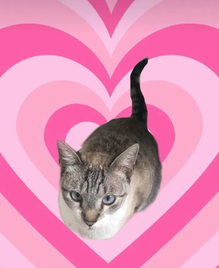 Gato ra a SRD-ViraLata idade 7 a 11 meses nome Oliver 11meses lindo e carinhoso