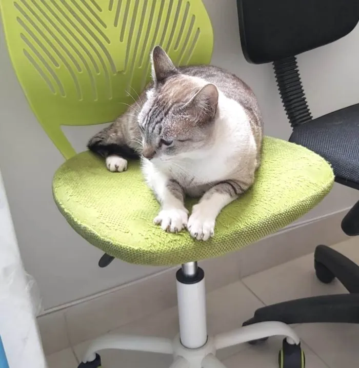 Gato ra a SRD-ViraLata idade 7 a 11 meses nome Oliver 11meses lindo e carinhoso