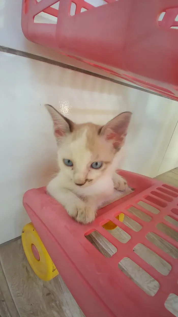 Gato ra a Siamês idade Abaixo de 2 meses nome Sem nome 