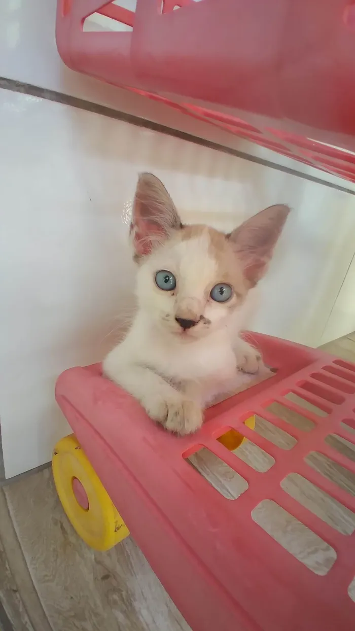 Gato ra a Siamês idade Abaixo de 2 meses nome Sem nome 
