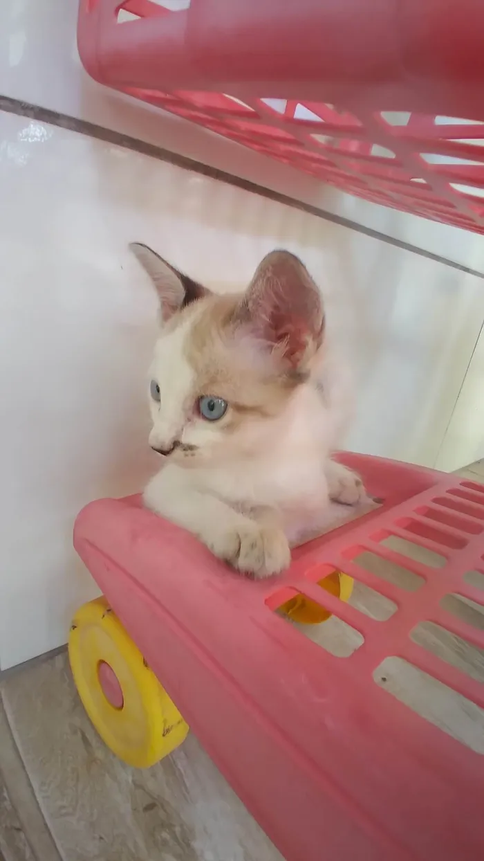 Gato ra a Siamês idade Abaixo de 2 meses nome Sem nome 