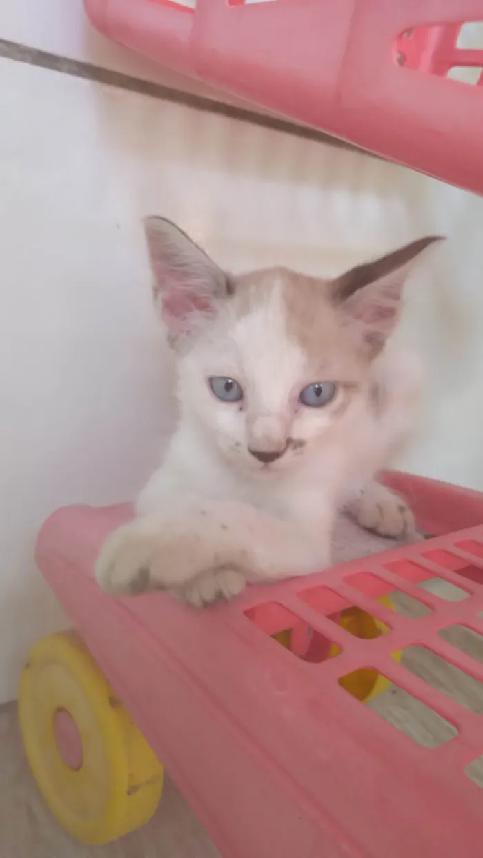 Gato ra a Siamês idade Abaixo de 2 meses nome Sem nome 