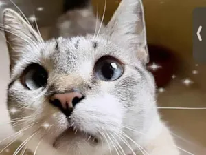 Gato raça SRD-ViraLata idade 7 a 11 meses nome Oliver 11meses lindo e carinhoso