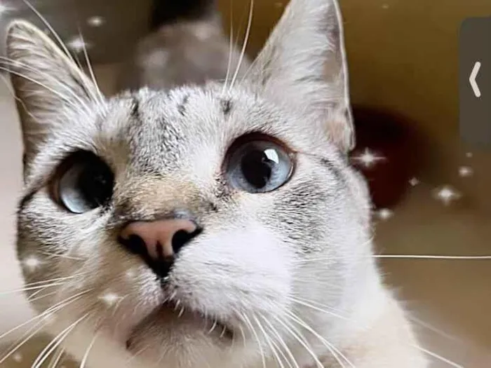 Gato ra a SRD-ViraLata idade 7 a 11 meses nome Oliver 11meses lindo e carinhoso