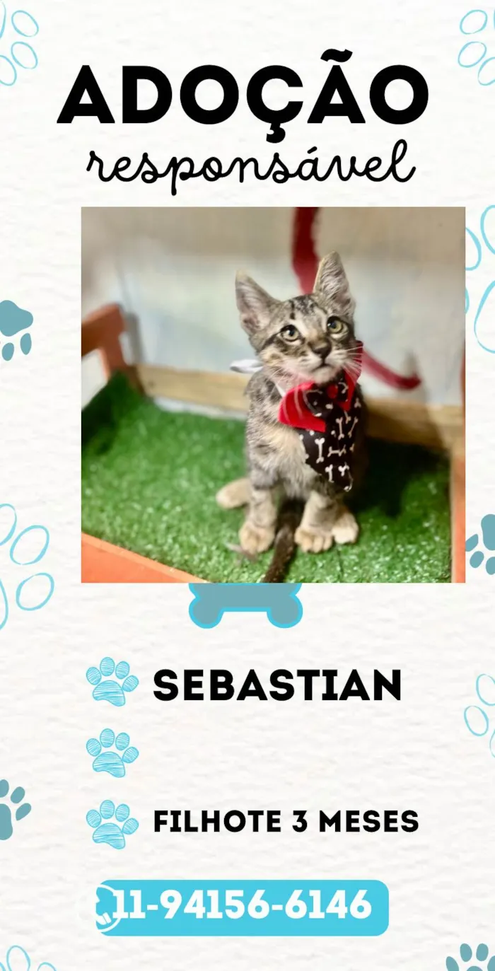 Gato ra a  idade 2 a 6 meses nome Sebastian 