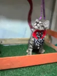 Sebastian