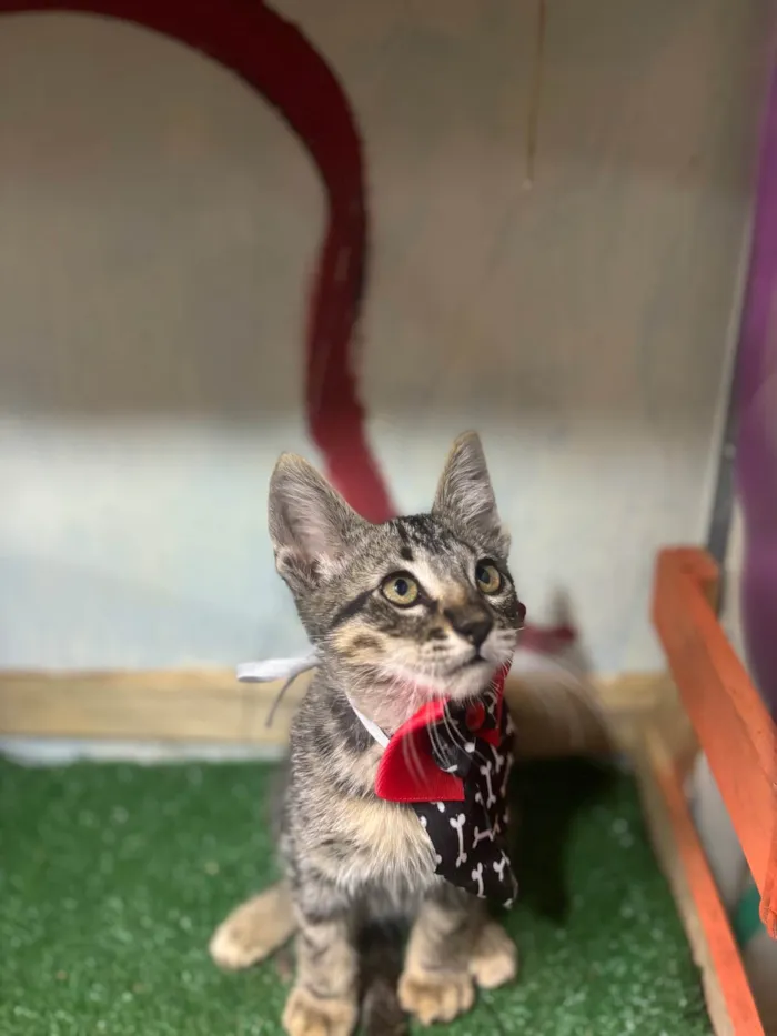 Gato ra a  idade 2 a 6 meses nome Sebastian 